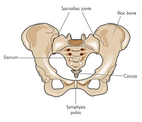 Female Pelvis Diagram: Anatomy, Function of Bones, Muscles, Ligaments
